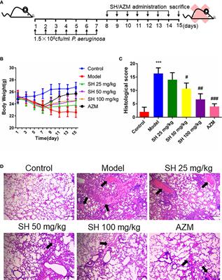 Sodium houttuyfonate effectively treats acute pulmonary infection of Pseudomonas aeruginosa by affecting immunity and intestinal flora in mice